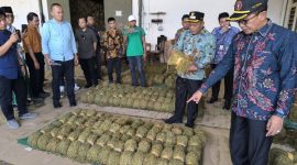 Bupati Pamekasan mengecek harga dan sampel tembakau di Gudang Tembakau, Minggu (14/9/2025)