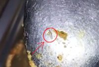 Tangkapan layar video yang memperlihatkan belatung diduga ditemukan dalam menu makan siang siswa, diduga berasal dari program Makan Bergizi Gratis (MBG) di Pamekasan.