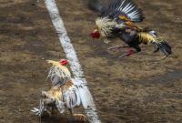 Gambar ilustrasi sabung ayam.