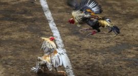 Gambar ilustrasi sabung ayam.