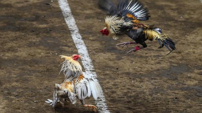 Gambar ilustrasi sabung ayam.