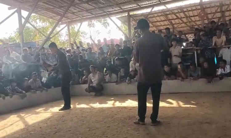 Aktivitas judi sabung ayam di Dusun Panjelin, Sokobanah Daya, terlihat ramai meski berada tak jauh dari Mapolsek Sokobanah.