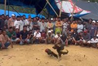 Caption: Screenshot Video Aktivitas Dugaan Judi Sabung Ayam Diduga di Desa Batuporo Barat (Sumber Foto: Rosi, for Jatimzone.com)