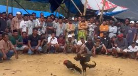 Caption: Screenshot Video Aktivitas Dugaan Judi Sabung Ayam Diduga di Desa Batuporo Barat (Sumber Foto: Rosi, for Jatimzone.com)