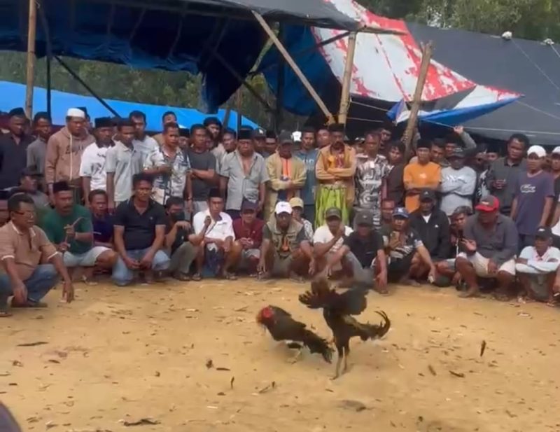 Caption: Screenshot Video Aktivitas Dugaan Judi Sabung Ayam Diduga di Desa Batuporo Barat (Sumber Foto: Rosi, for Jatimzone.com)